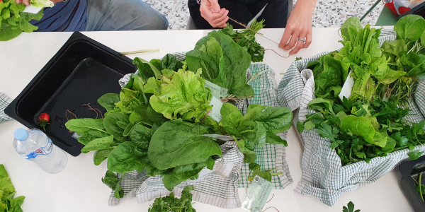 Garden group bundling the lettuce and herbs